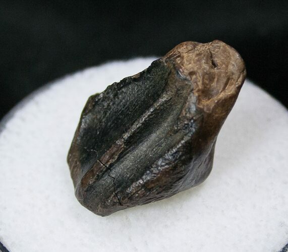 Triceratops Tooth - Montana #16645